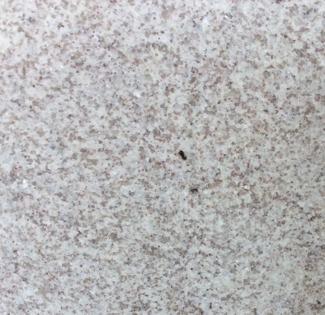 Panna Fragola granite detail